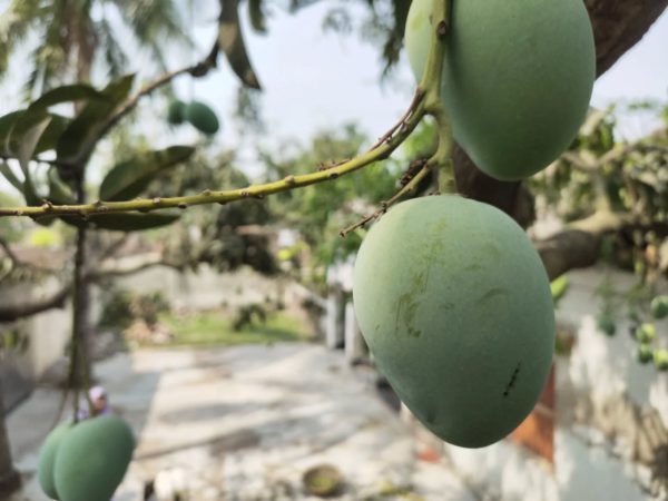 বৃন্দাবনী