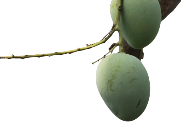 বৃন্দাবনী